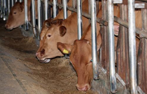 韓 민감한 "쌀·소고기 지켰다", 트럼프 "시장 완전개방" 엇갈린 한·미