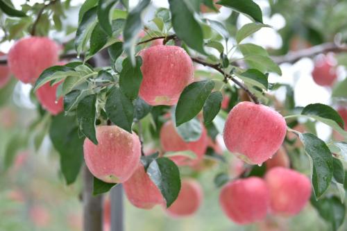 "사과값에 나라 팔 수는 없다"…경북도의회, 미국산 사과 수입 강력 반대
