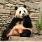 "제2의 푸바오 만드려고?"  李정부, 中에 판다 추가 대여 제안